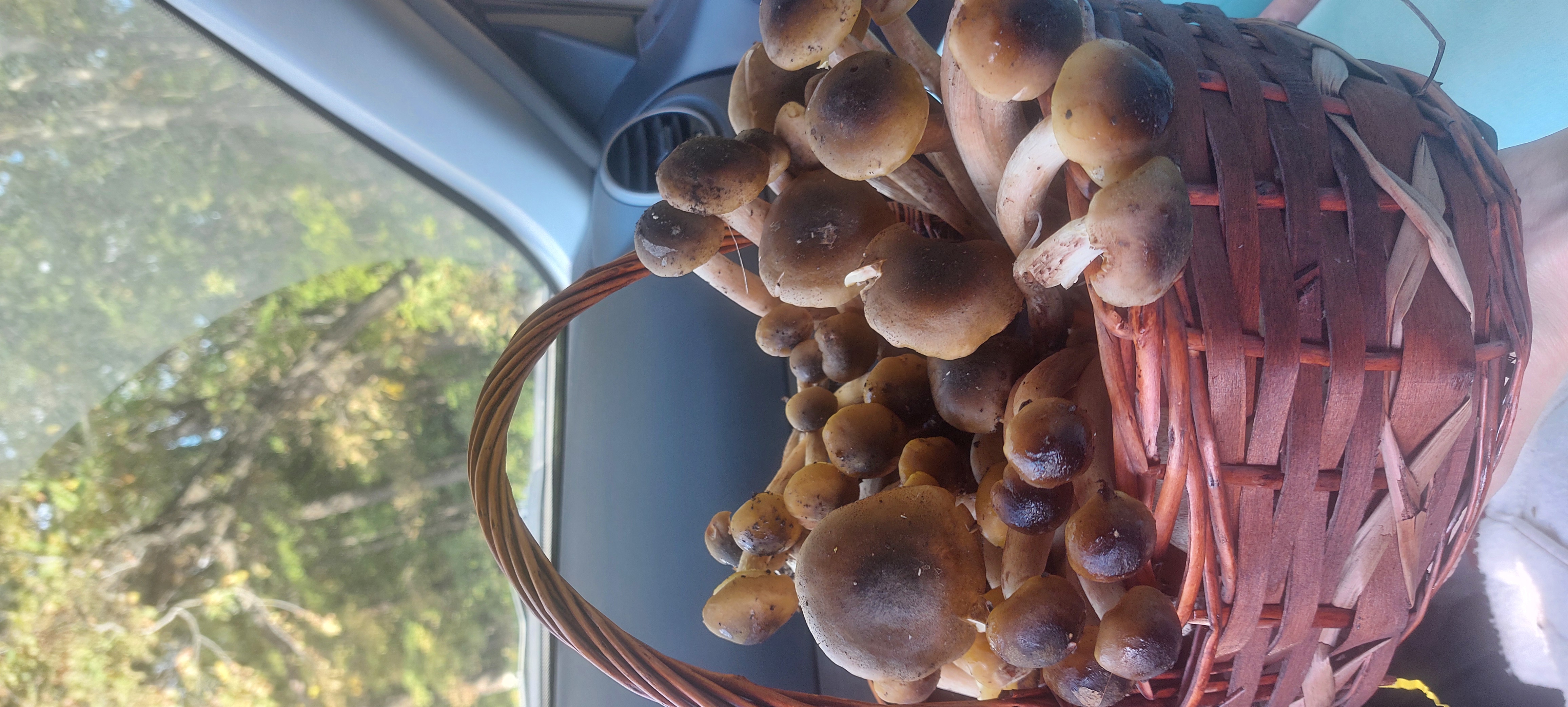 Проверка сайта